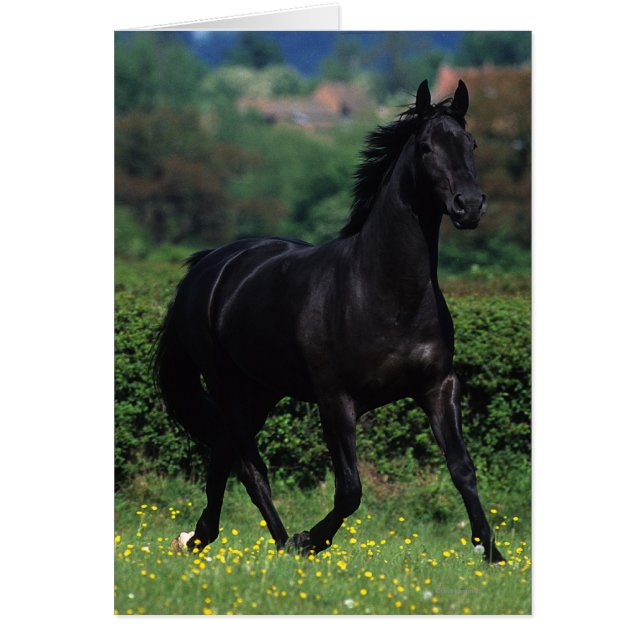Thoroughbred Horses in Flower Field (Front)