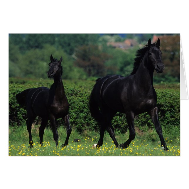 Thoroughbred Horses in Flower Field (Front Horizontal)