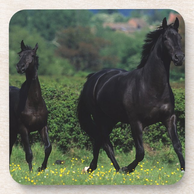 Thoroughbred Horses in Flower Field Coaster (Front)