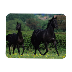 Thoroughbred Horses in Flower Field Magnet