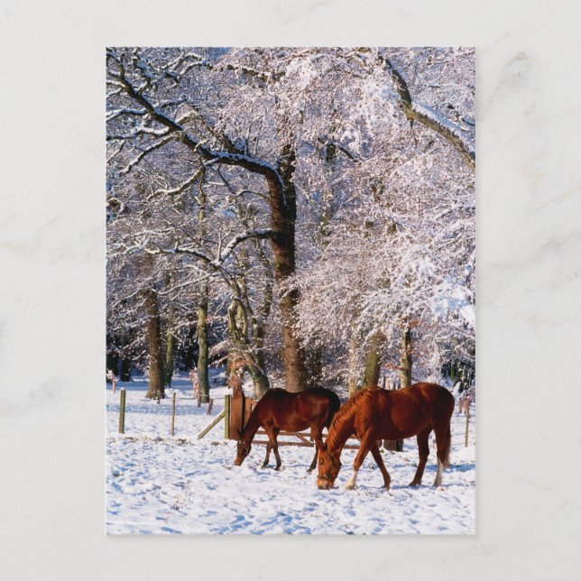 Thoroughbred Horses in Snow Holiday Postcard (Front)