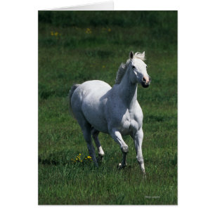 Thoroughbred Mare