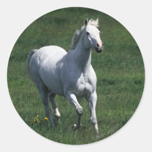 Thoroughbred Mare Classic Round Sticker