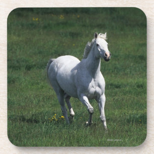 Thoroughbred Mare Coaster