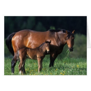 Thoroughbred Mare & Foal 1