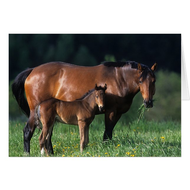 Thoroughbred Mare & Foal 1 (Front Horizontal)