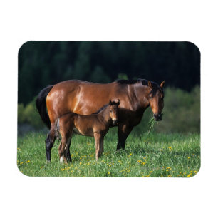 Thoroughbred Mare & Foal 1 Magnet