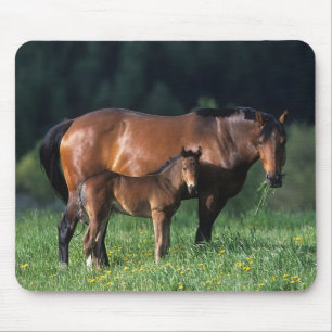 Thoroughbred Mare & Foal 1 Mouse Pad