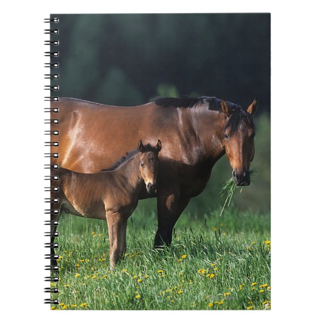 Thoroughbred Mare & Foal 1 Notebook (Front)