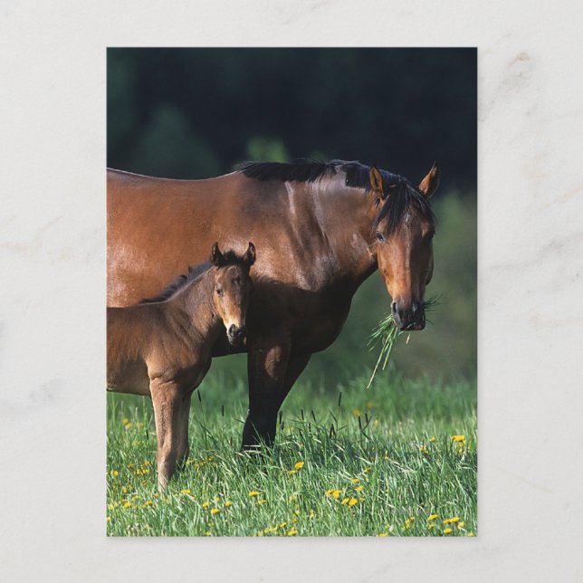Thoroughbred Mare & Foal 1 Postcard (Front)