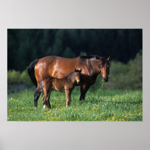 Thoroughbred Mare & Foal 1 Poster
