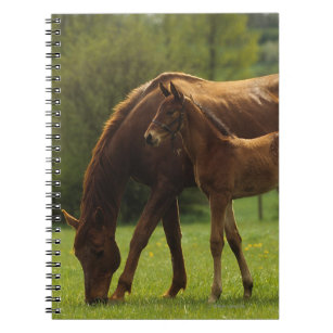 Thoroughbred Mare & Foal 2 Notebook