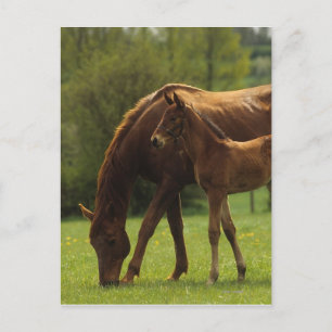 Thoroughbred Mare & Foal 2 Postcard