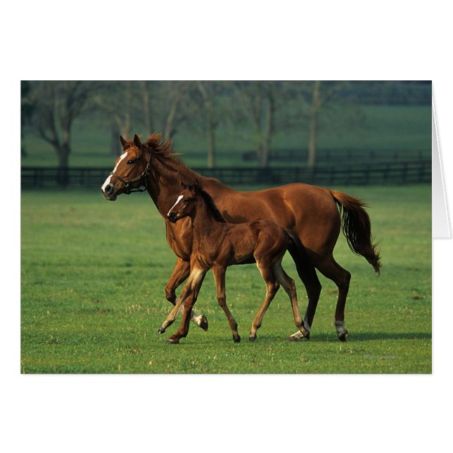 Thoroughbred Mare & Foal 3 (Front Horizontal)