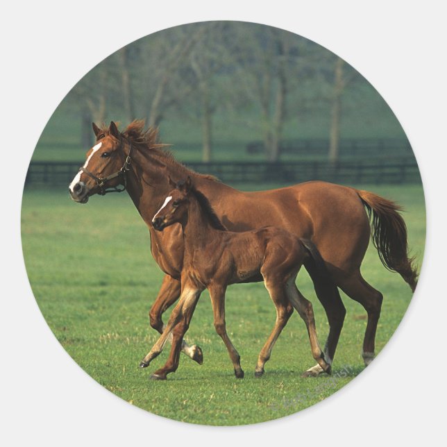 Thoroughbred Mare & Foal 3 Classic Round Sticker (Front)