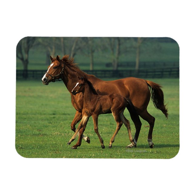 Thoroughbred Mare & Foal 3 Magnet (Horizontal)