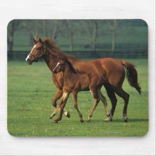 Thoroughbred Mare & Foal 3 Mouse Pad