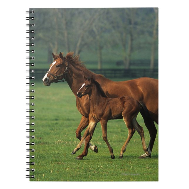 Thoroughbred Mare & Foal 3 Notebook (Front)