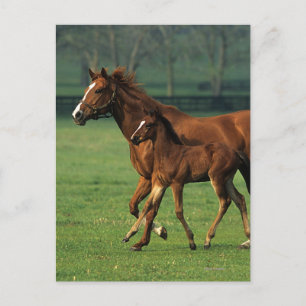 Thoroughbred Mare & Foal 3 Postcard