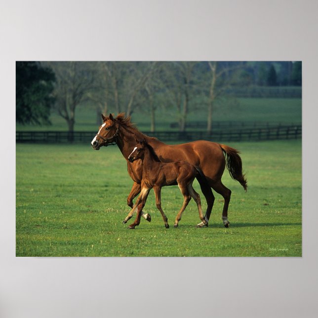 Thoroughbred Mare & Foal 3 Poster (Front)