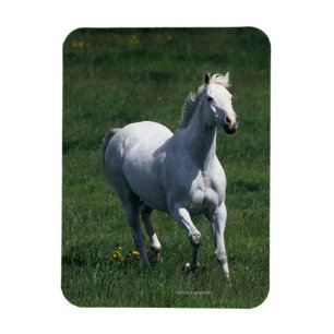 Thoroughbred Mare Magnet