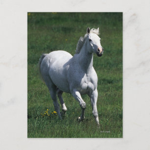 Thoroughbred Mare Postcard