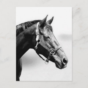 thoroughbred postcard