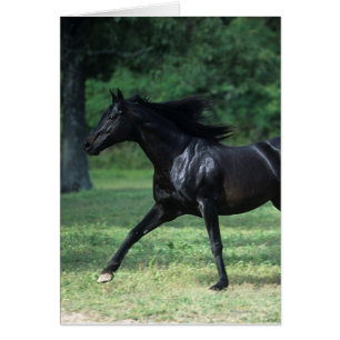 Thoroughbred Running