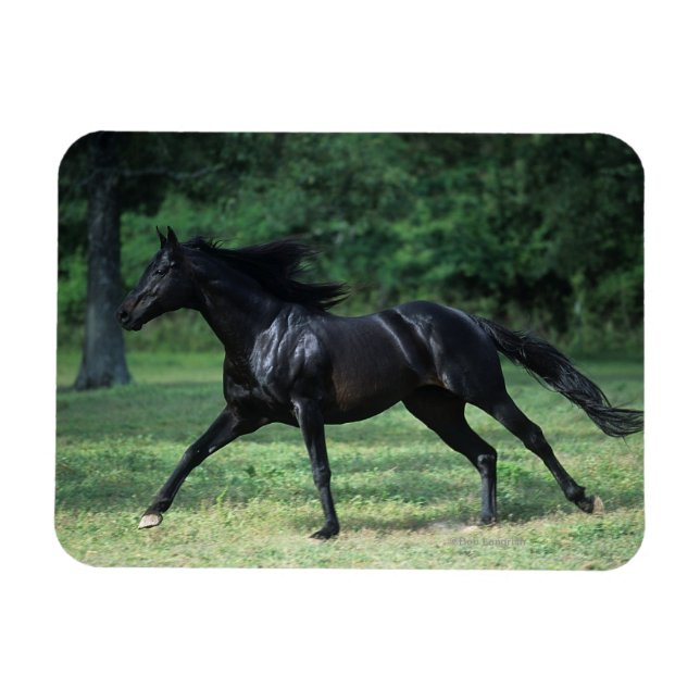 Thoroughbred Running Magnet (Horizontal)