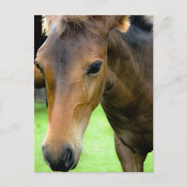 Thoroughbred Selections Postcard (Front)