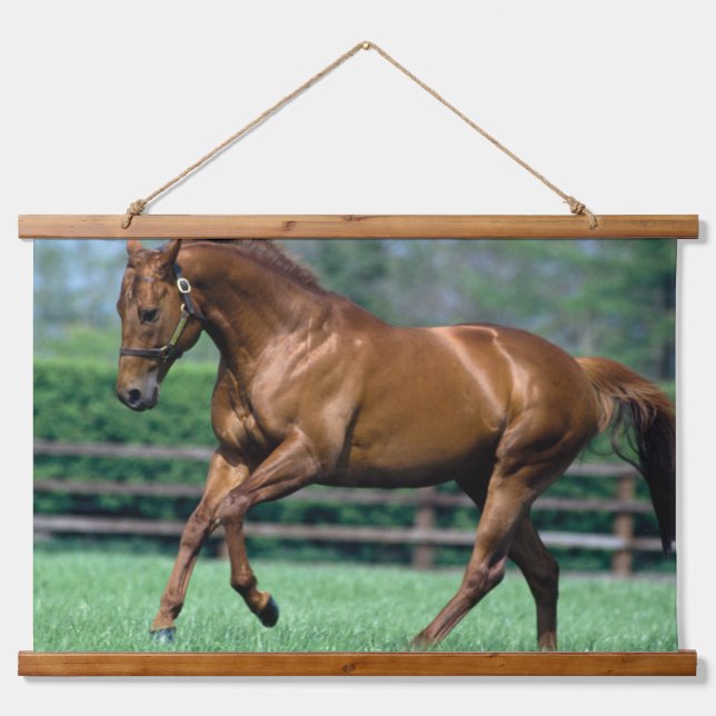 Thoroughbred Stallion, Ireland Hanging Tapestry (Front)