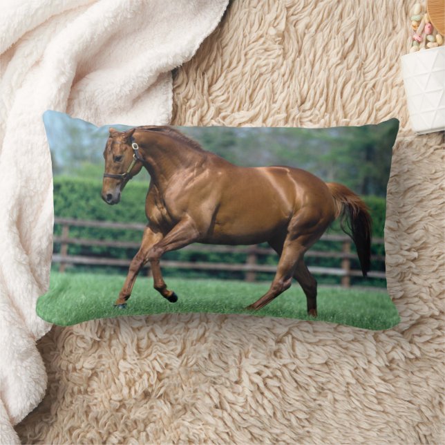 Thoroughbred Stallion, Ireland Lumbar Cushion (Blanket)