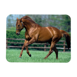 Thoroughbred Stallion, Ireland Magnet