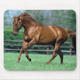 Thoroughbred Stallion, Ireland Mouse Pad