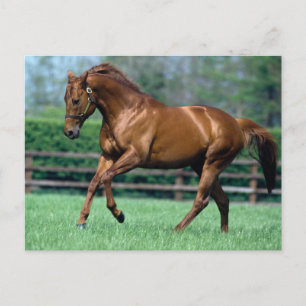 Thoroughbred Stallion, Ireland Postcard