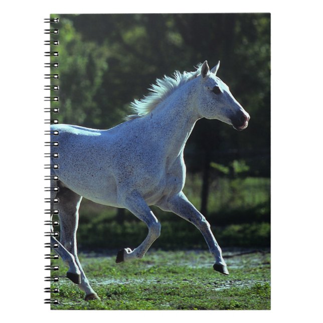 Thoroughbred Stallion Running Notebook (Front)