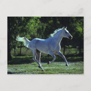 Thoroughbred Stallion Running Postcard