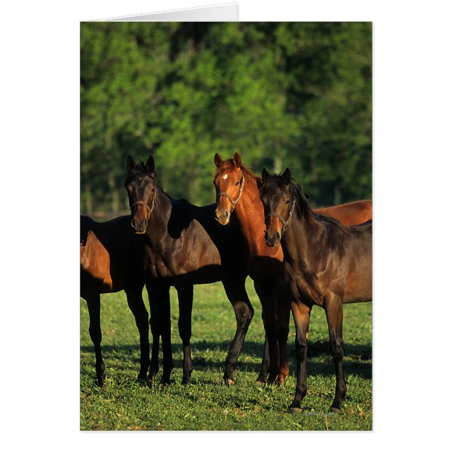Thoroughbred Yearlings (Front)