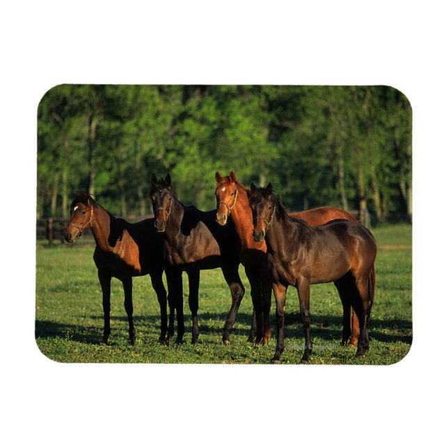 Thoroughbred Yearlings Magnet (Horizontal)