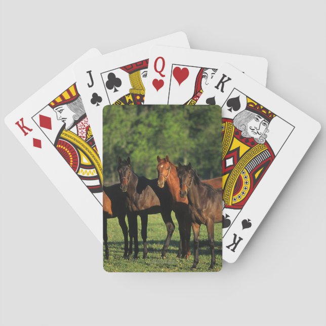 Thoroughbred Yearlings Playing Cards (Back)