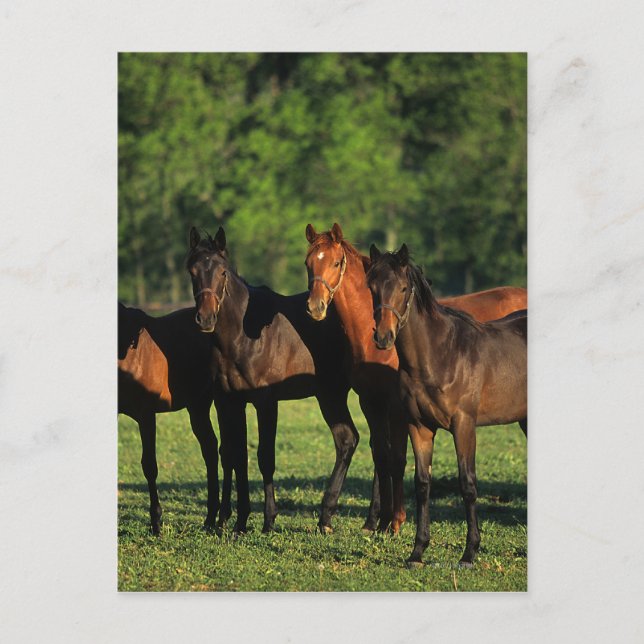 Thoroughbred Yearlings Postcard (Front)