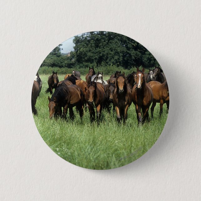 Thoroughbred Youngsters 6 Cm Round Badge (Front)