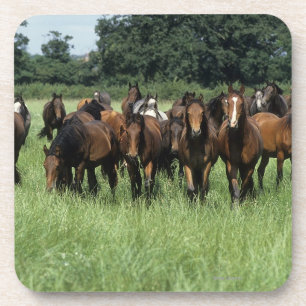 Thoroughbred Youngsters Coaster