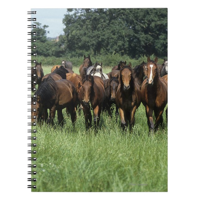 Thoroughbred Youngsters Notebook (Front)