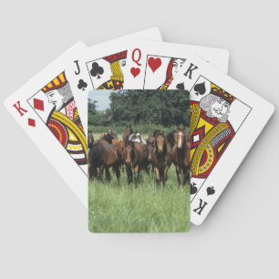 Thoroughbred Youngsters Playing Cards