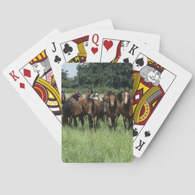 Thoroughbred Youngsters Playing Cards (Back)