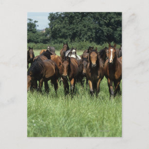Thoroughbred Youngsters Postcard