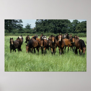 Thoroughbred Youngsters Poster