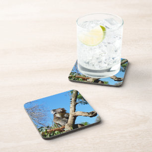 Thoughtful Australian Koala, Coaster