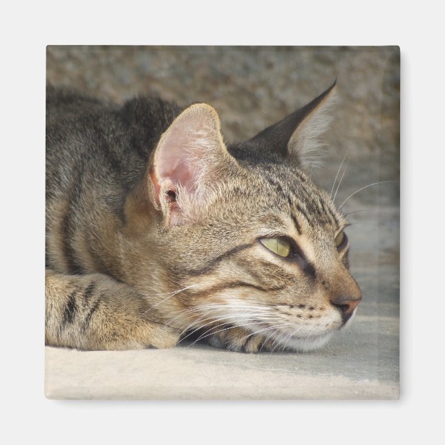 Thoughtful Cat Magnet (Front)